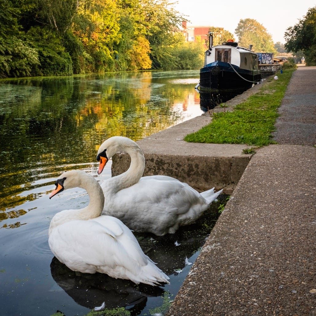 Regent's Canal, QMUL to the Thames, London, Sept 2023
