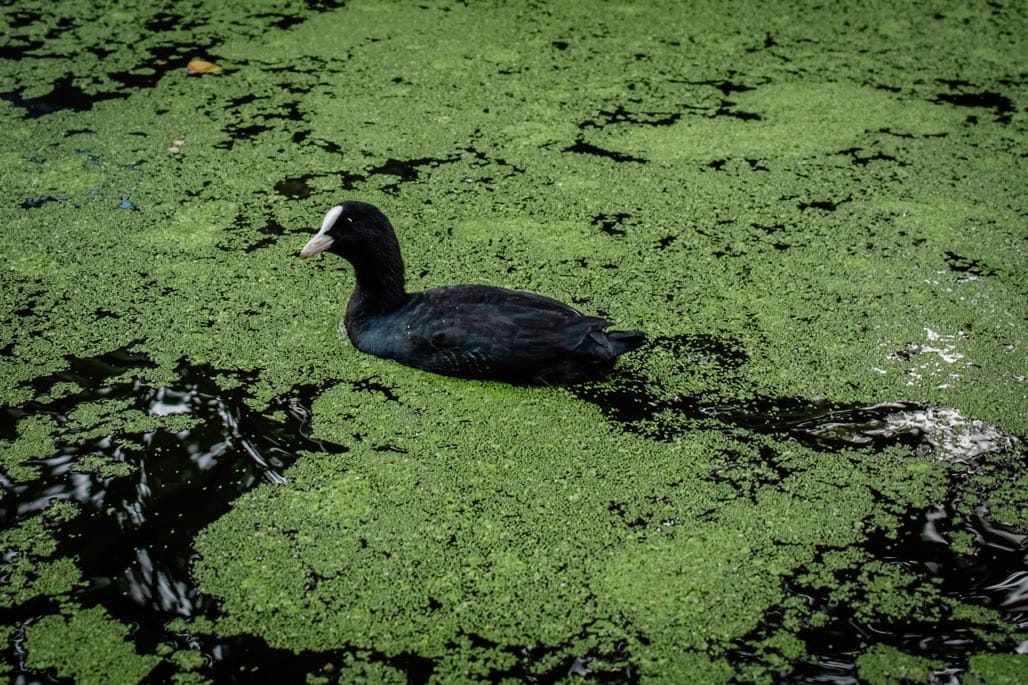 Regent's Canal, QMUL to the Thames, London, Sept 2023