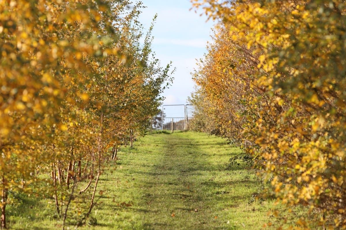 The HS2 path, 16 Acre Wood, Berkswell, November 2025.