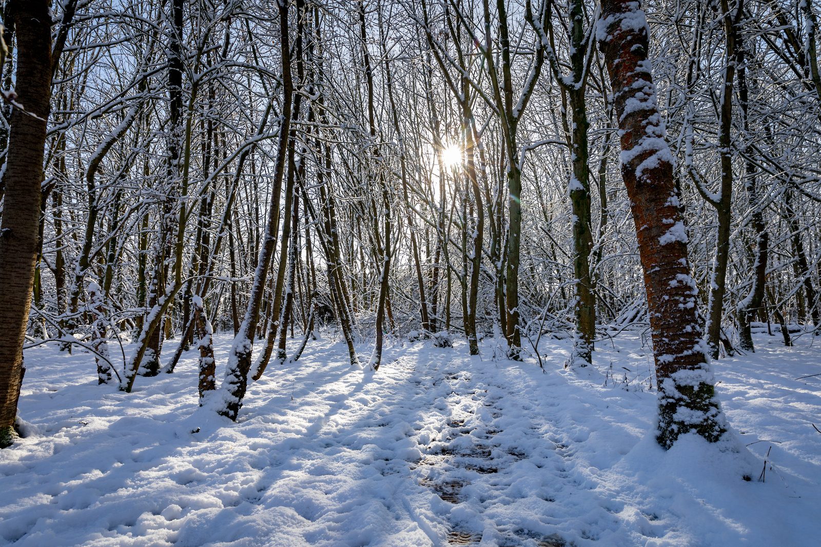Sunlight in the woods