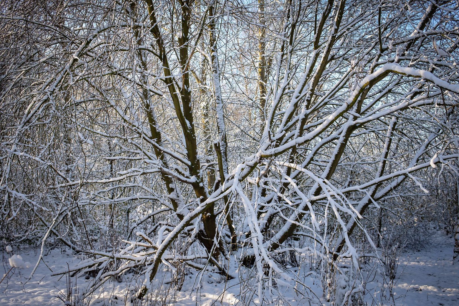 Snow on the trees