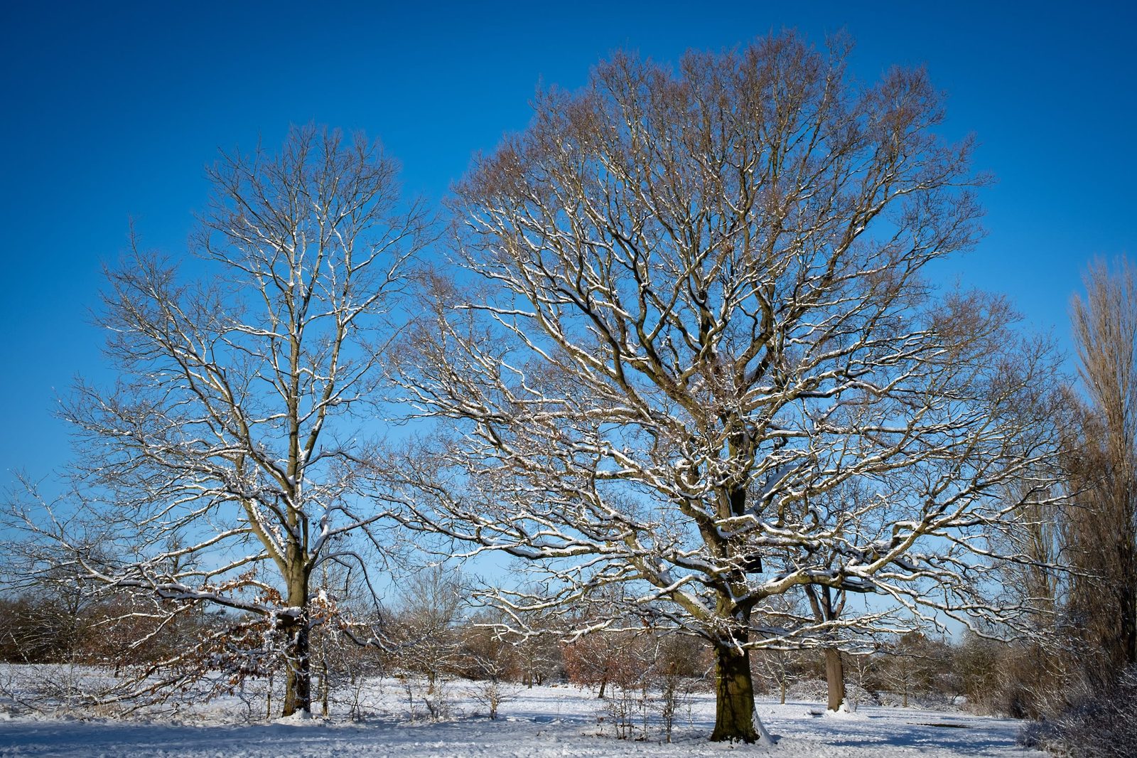 Trees on the way to Breuton Park