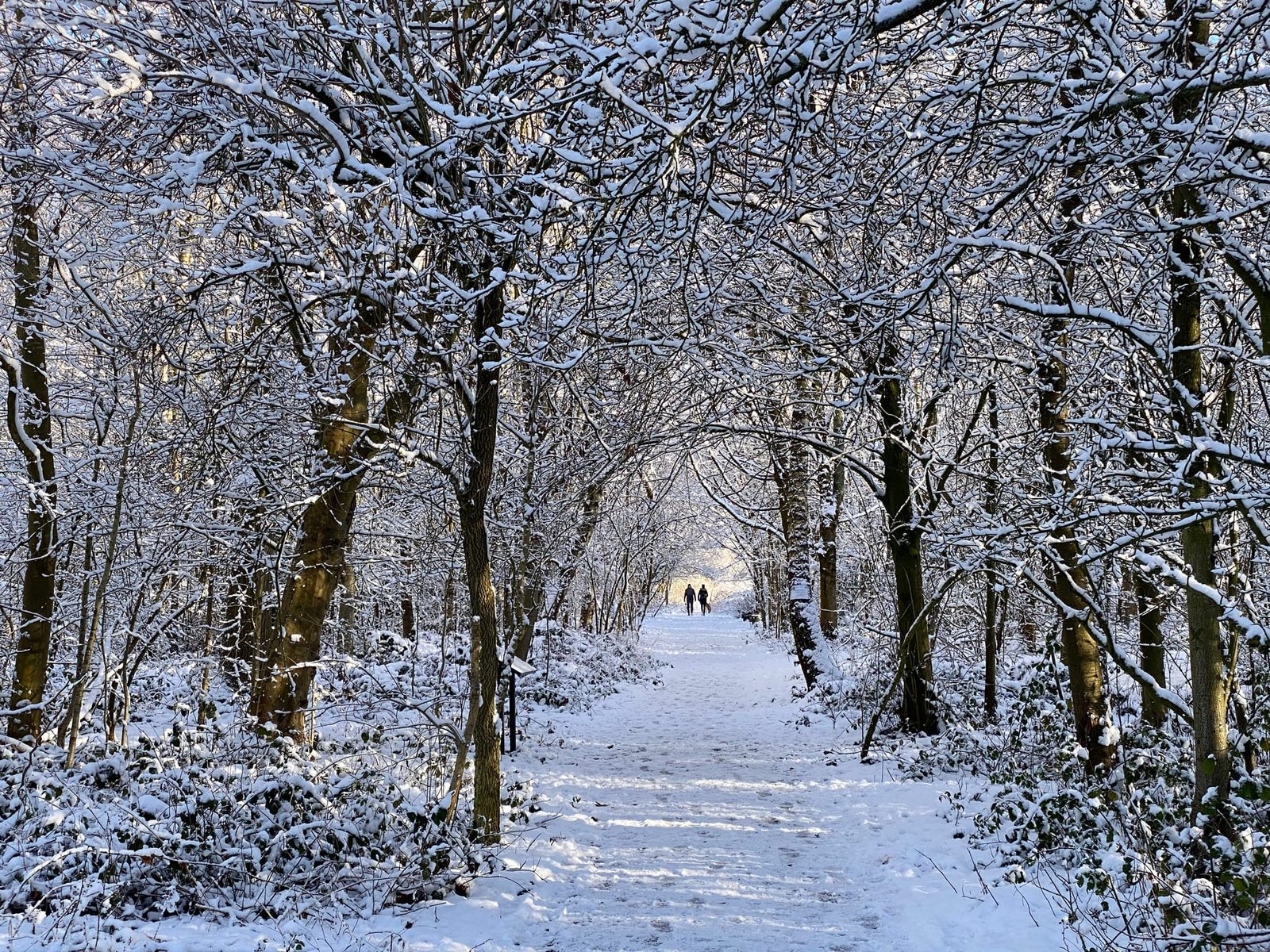 Lea Wood in the snow