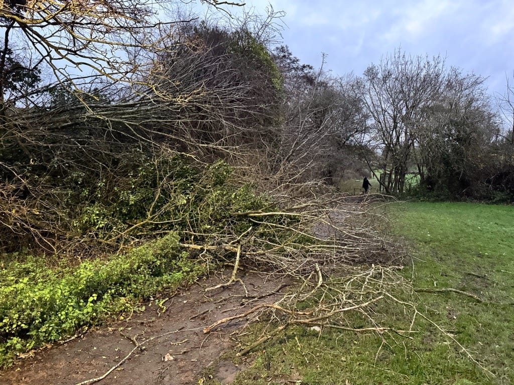 Knowle trees feel the force of Storm Darragh
