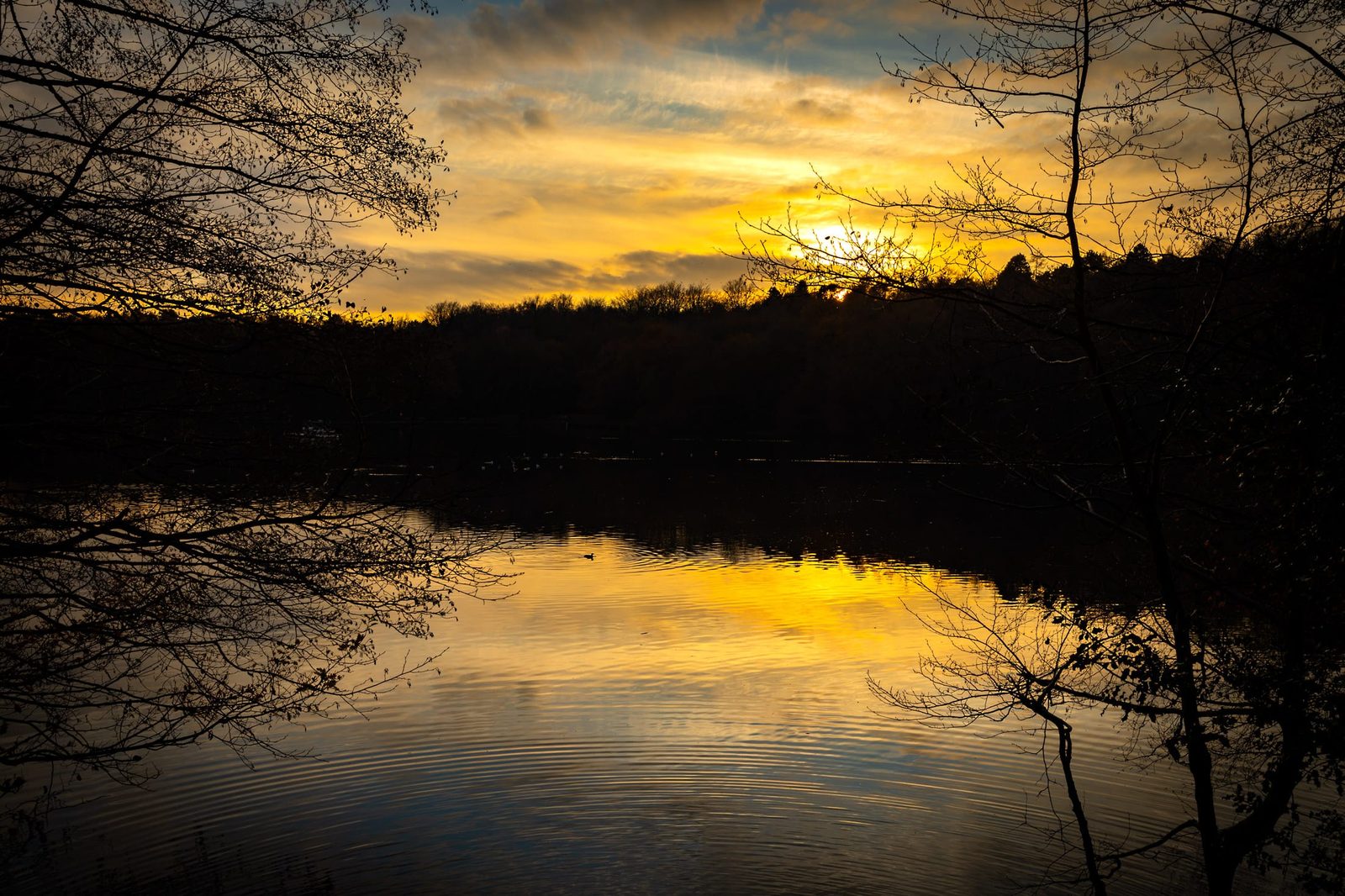 Blackroot pool in Sutton Park