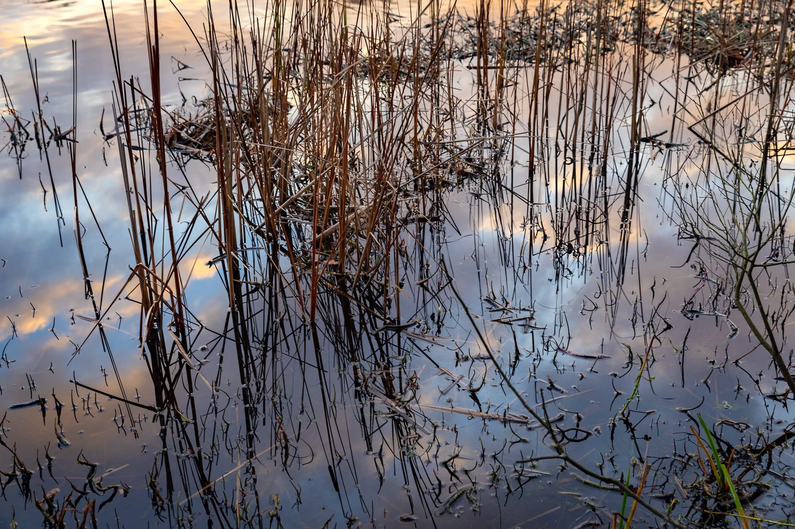 Reflections in the water