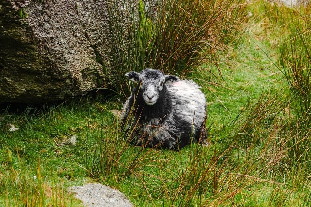 Climbing the Old Man of Coniston, Lake District, August 2023
