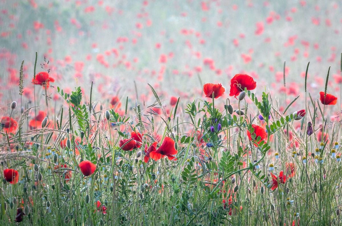Poppy field, Kinver, Top 4, December, 2024