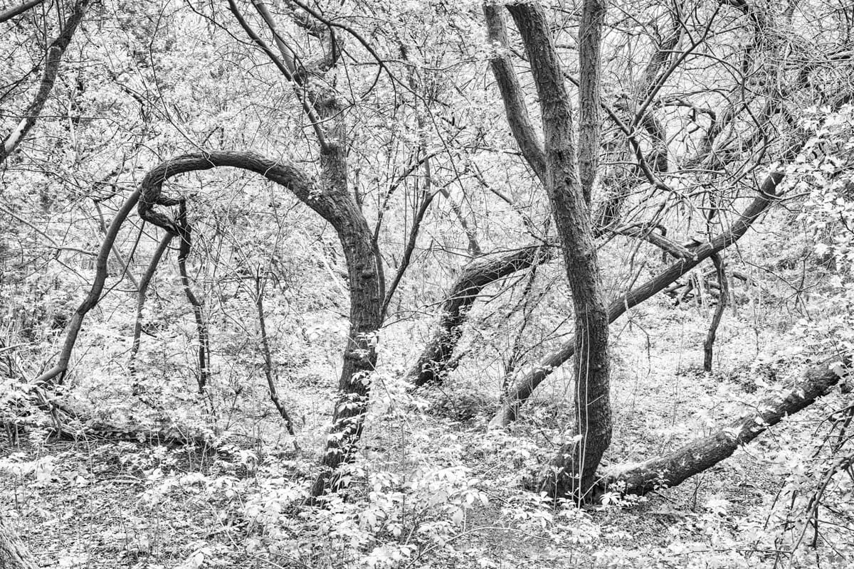 Twist and Turn receives honourable mention in MonoVisions 2024