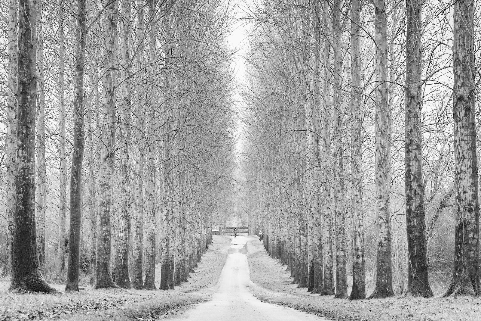 Tree line at Umberslade Park