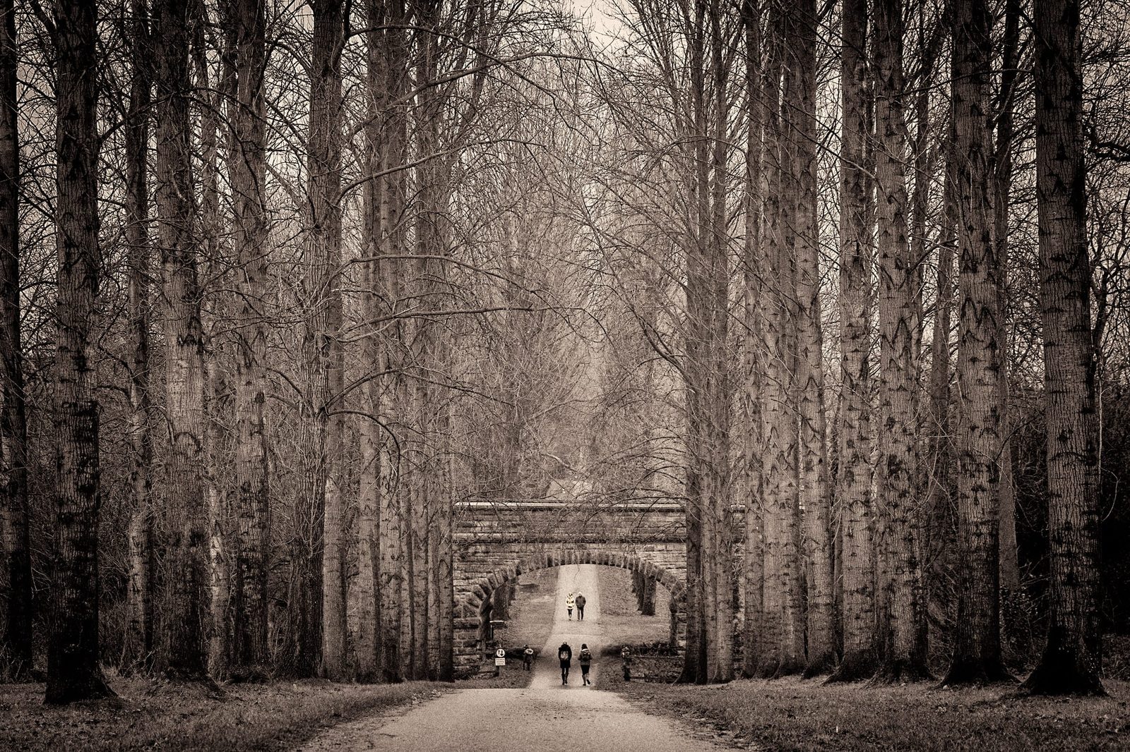 Umberslade Park - trees and railway bridge