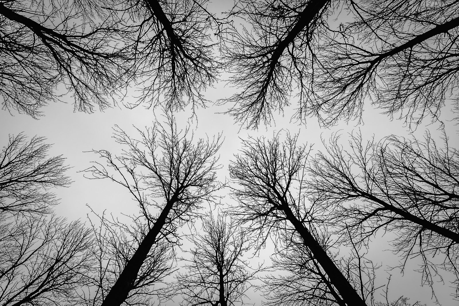 Looking up at the tree line
