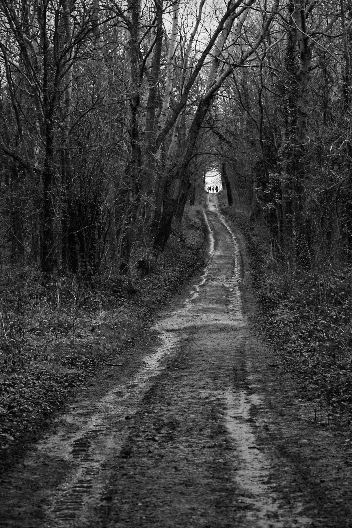 Up the hill at Umberslade Park