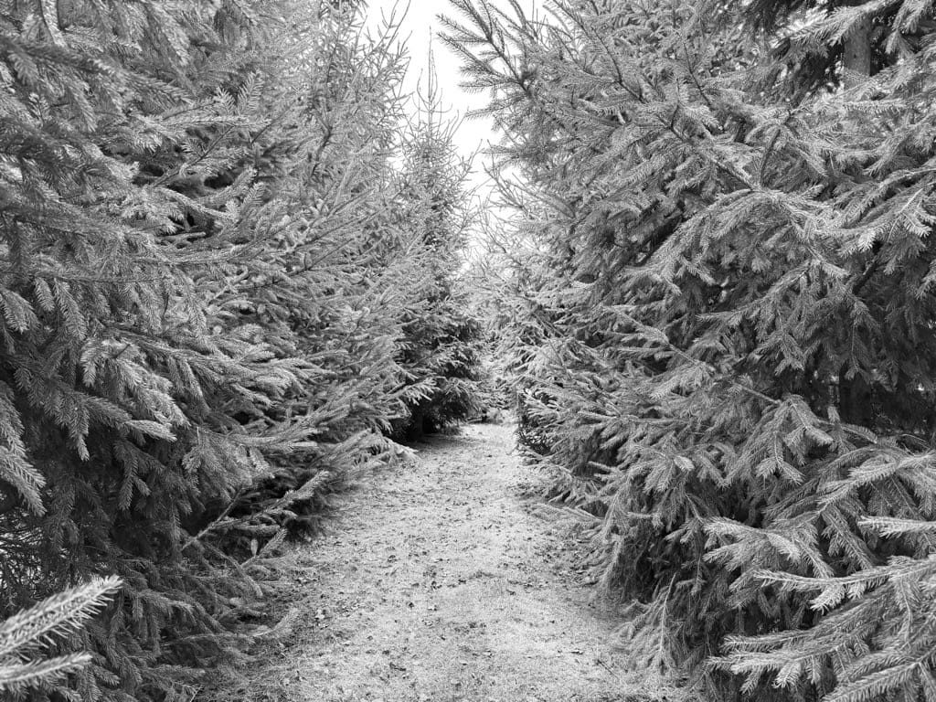 Winter's Walk, Edstone, February, 2025