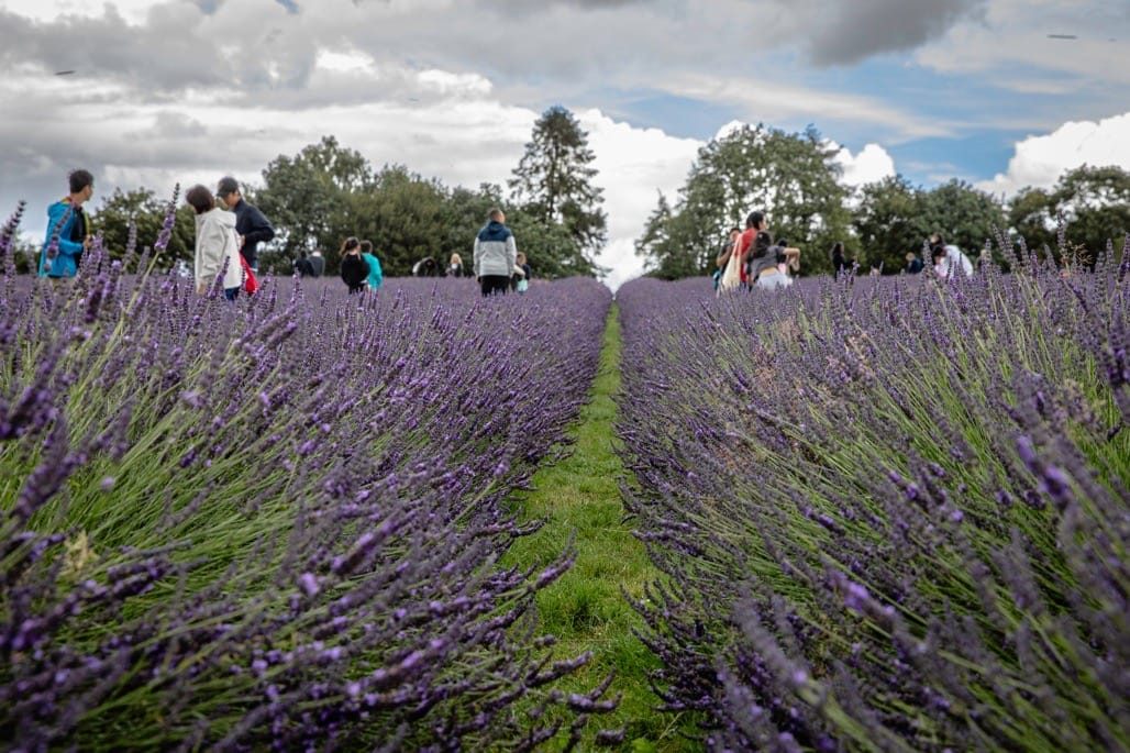 Warwickshire Lavender fields, Bubbenhall, Coventry, 2023