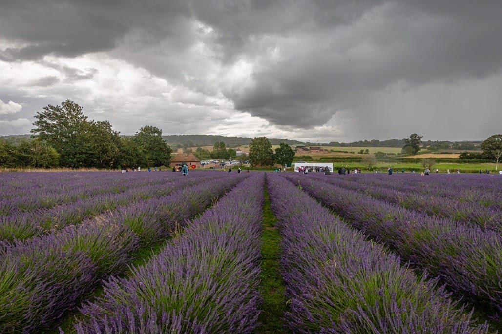 The colour purple – a visit to Warwickshire Lavender Farm