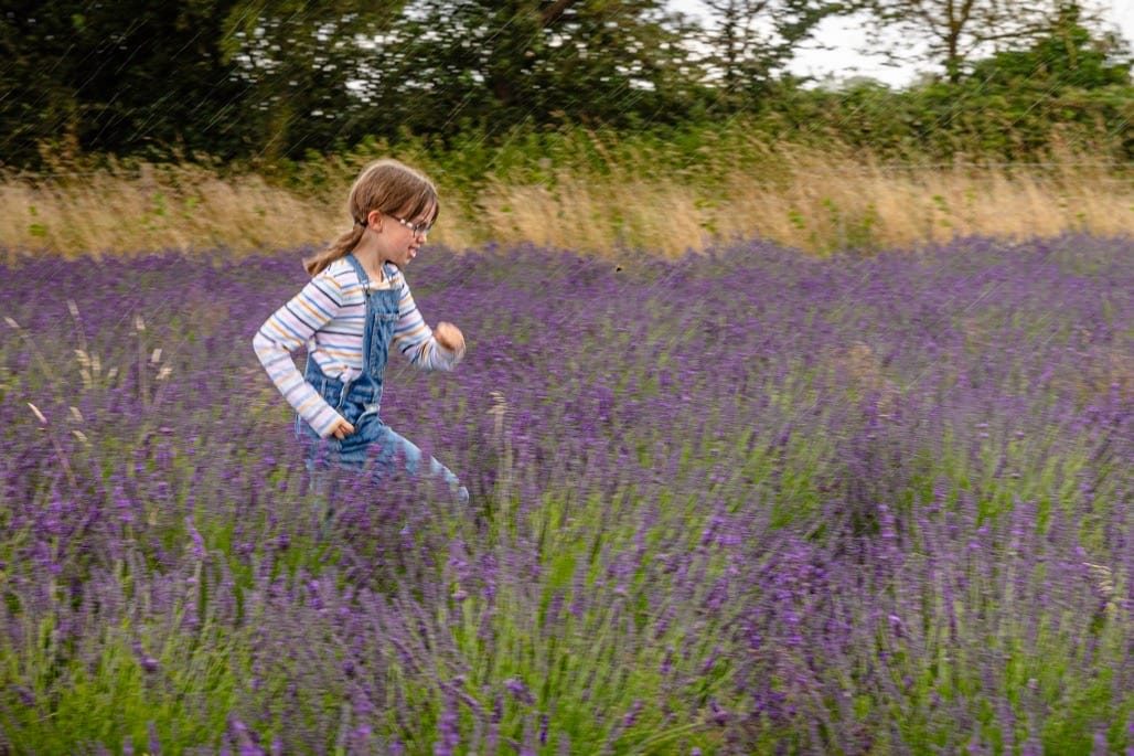 Warwickshire Lavender fields, Bubbenhall, Coventry, 2023