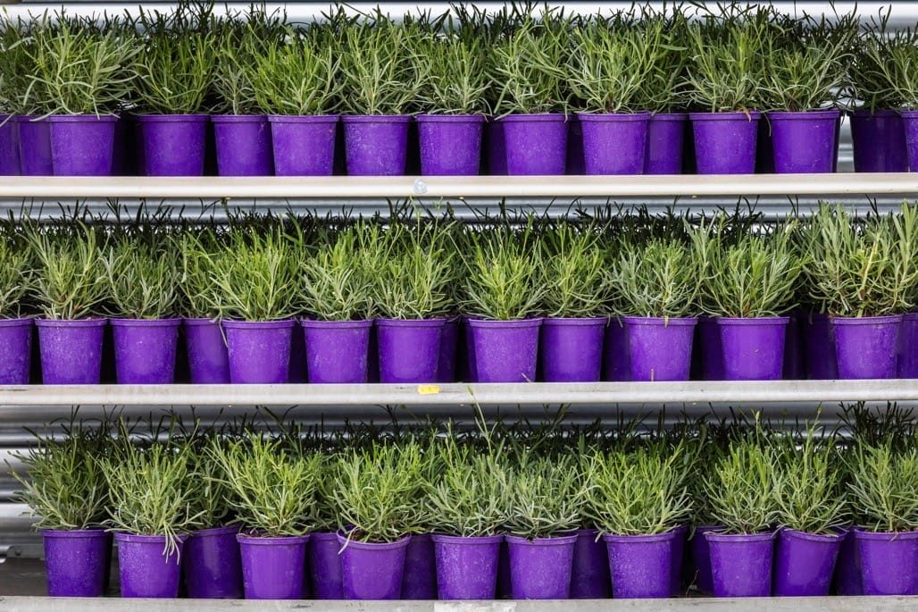 Warwickshire Lavender fields, Bubbenhall, Coventry, 2023