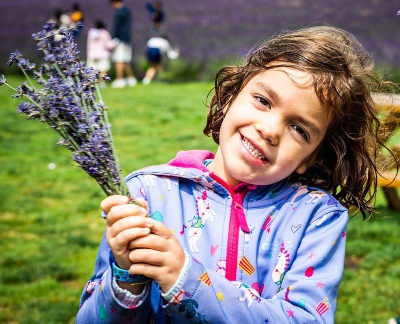 Warwickshire Lavender fields, Bubbenhall, Coventry, 2023