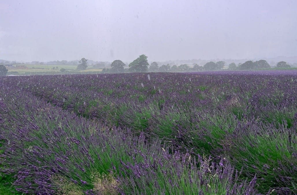 Warwickshire Lavender fields, Bubbenhall, Coventry, 2023