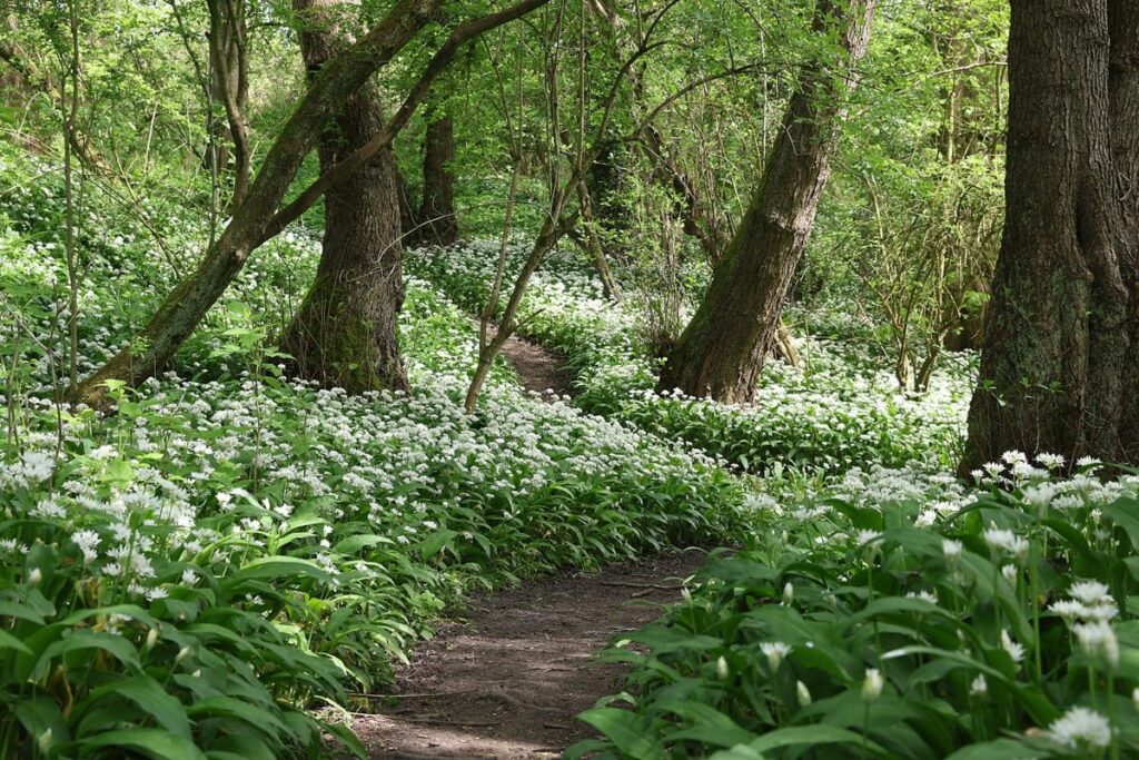Wild Garlic Poster with Hanger