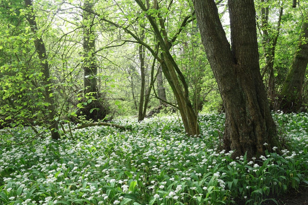 Wild Garlic Wychwood