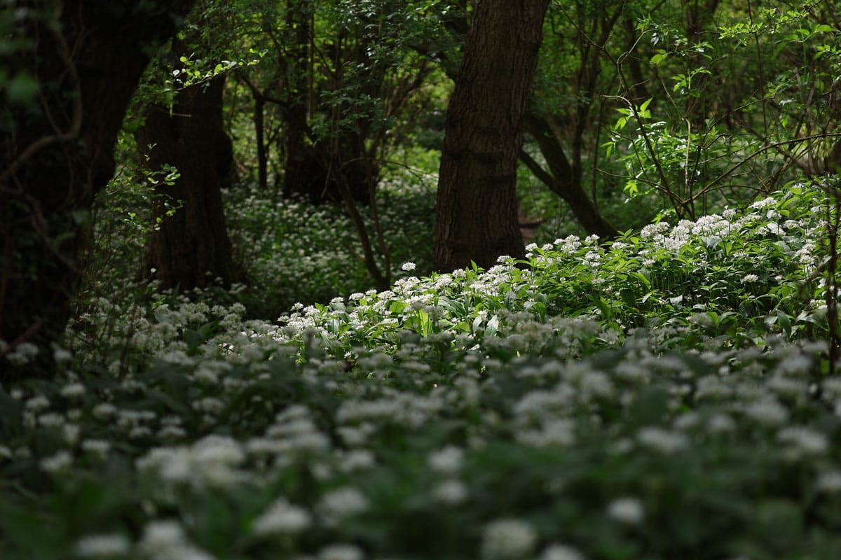 Wild Garlic Wychwood