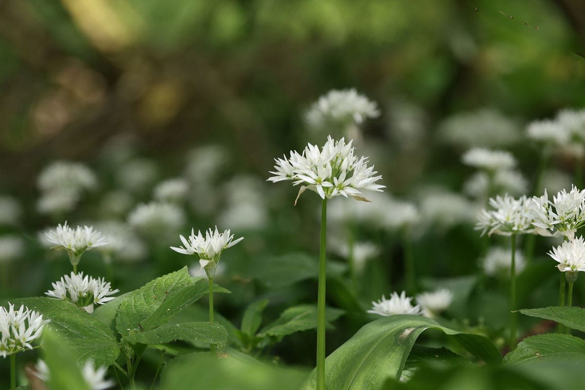 Wild Garlic Wychwood