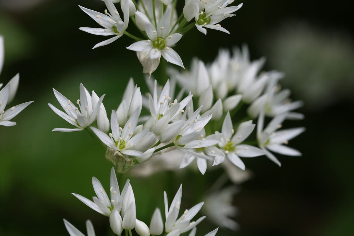 Wild Garlic Wychwood