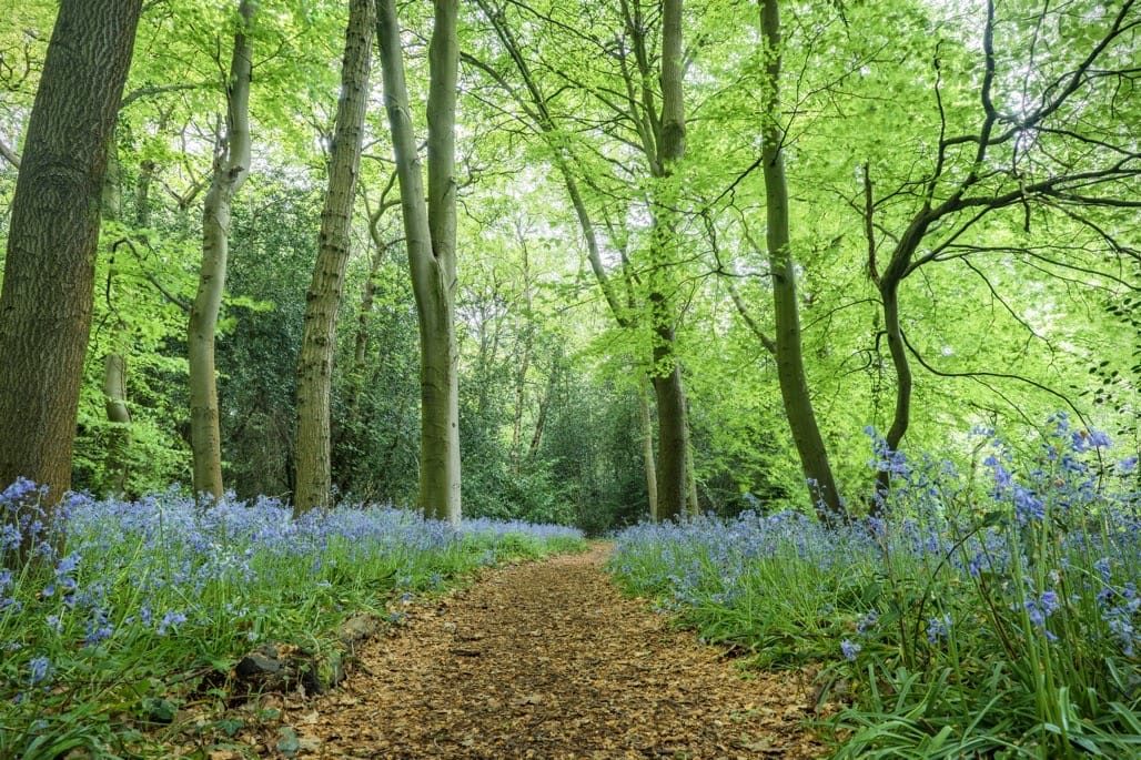 Winterbourne House and Gardens, The University of Birmingham, May 2023