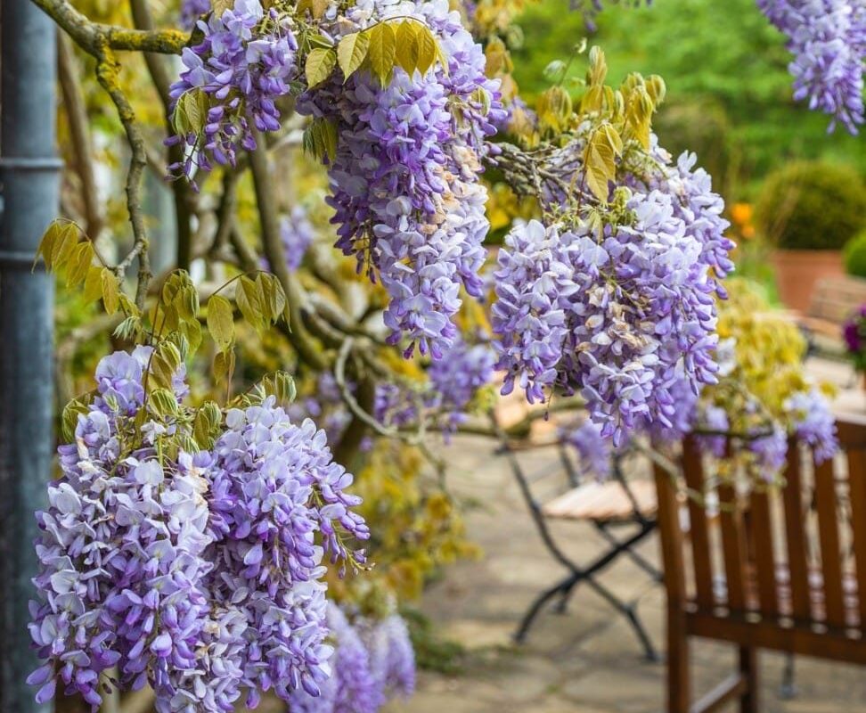 Winterbourne House and Gardens IgersbirminghamUK Instameet