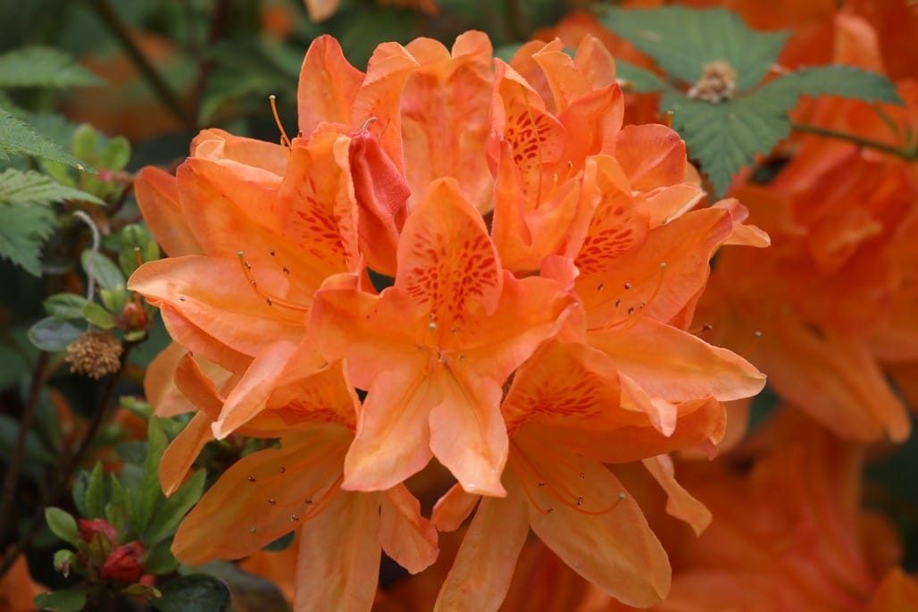 Winterbourne House and Gardens, The University of Birmingham, May 2023