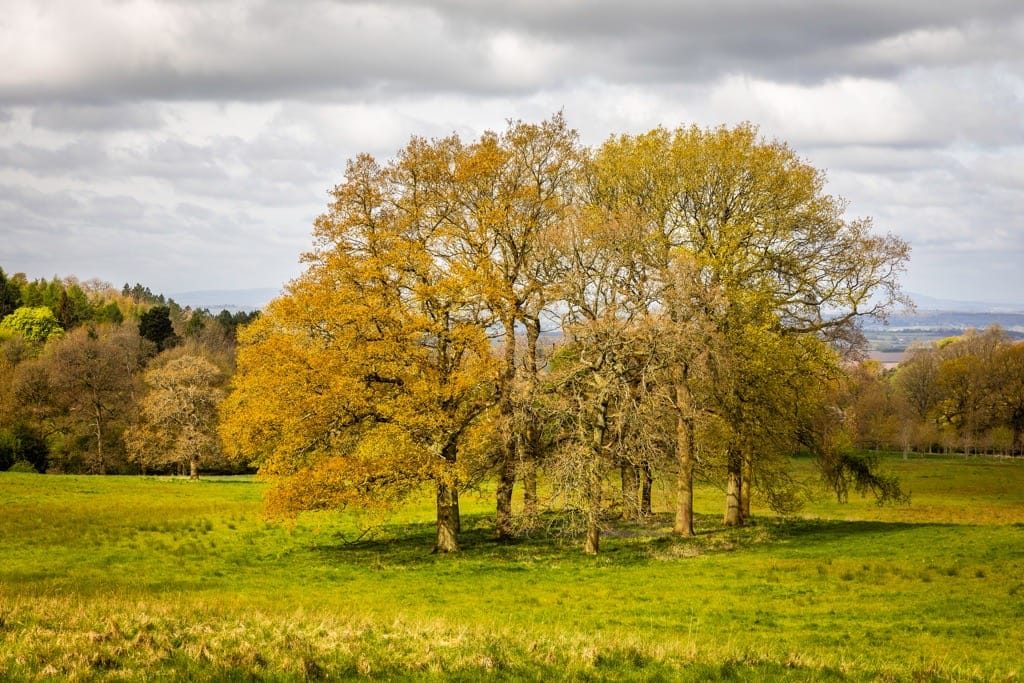 Photographing the wood from the trees at Hagley Park