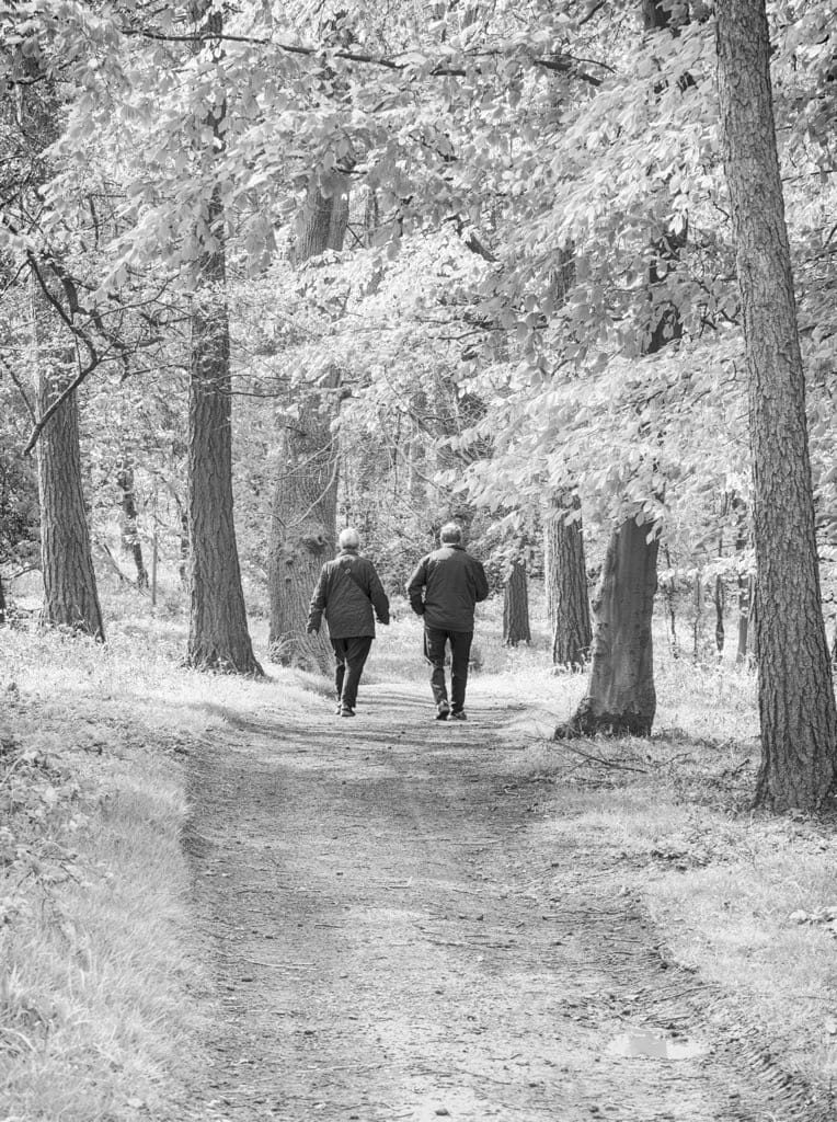 Woodland Photography, Hagley Park, Worcestershire, 2024