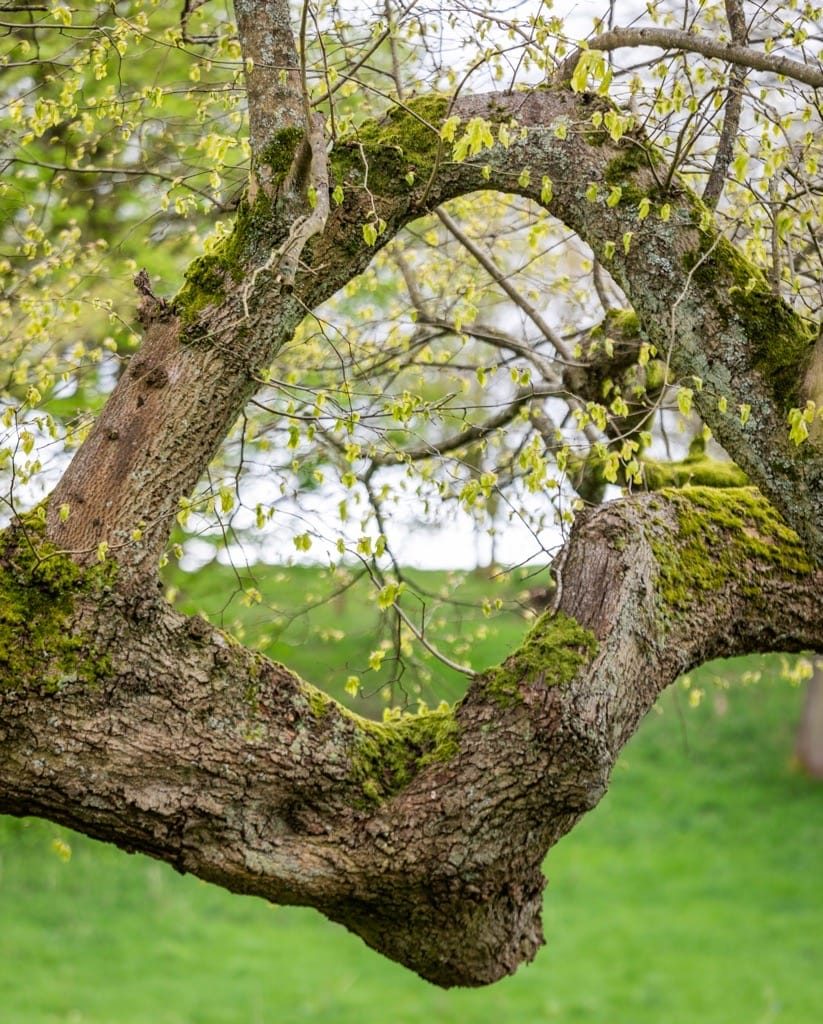 Woodland Photography, Hagley Park, Worcestershire, 2024