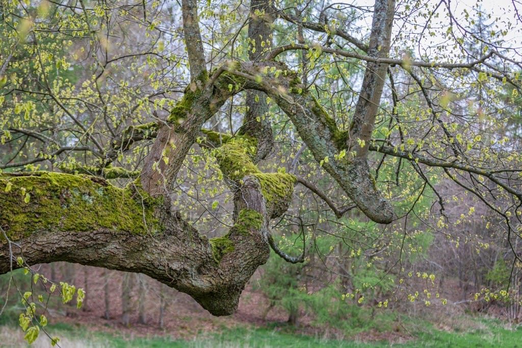 Woodland Photography, Hagley Park, Worcestershire, 2024