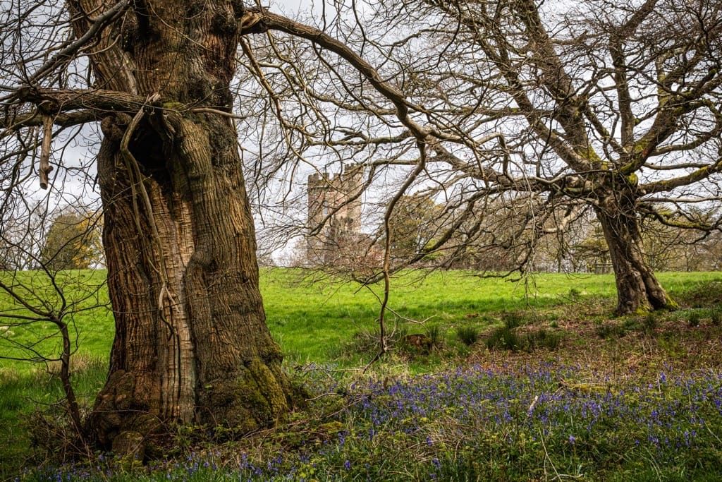 Woodland Photography, Hagley Park, Worcestershire, 2024
