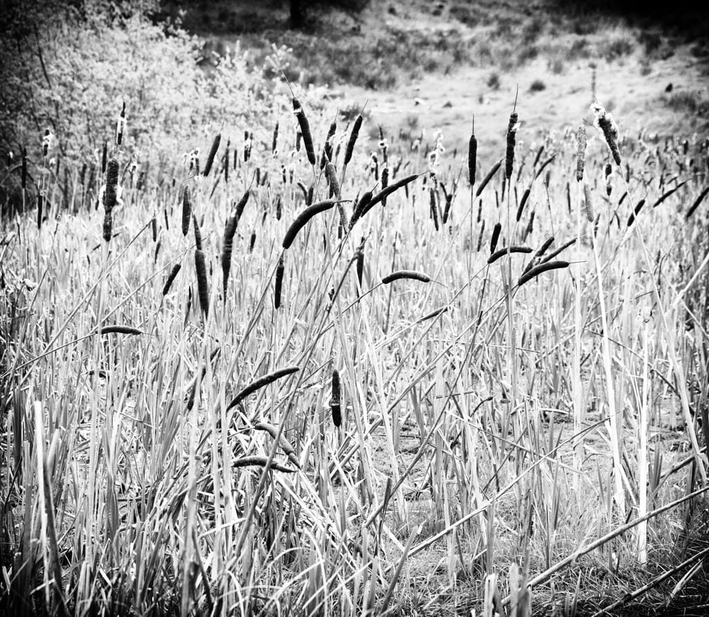 Woodland Photography, Hagley Park, Worcestershire, 2024