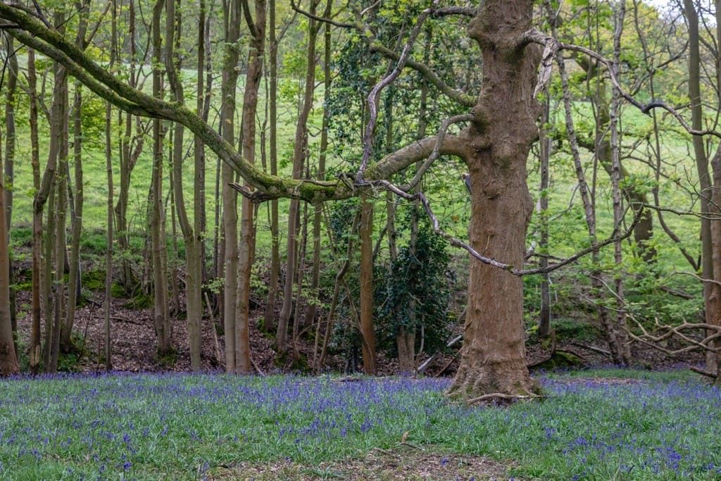 Woodland Photography, Hagley Park, Worcestershire, 2024