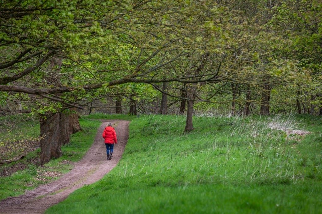 Woodland Photography, Hagley Park, Worcestershire, 2024
