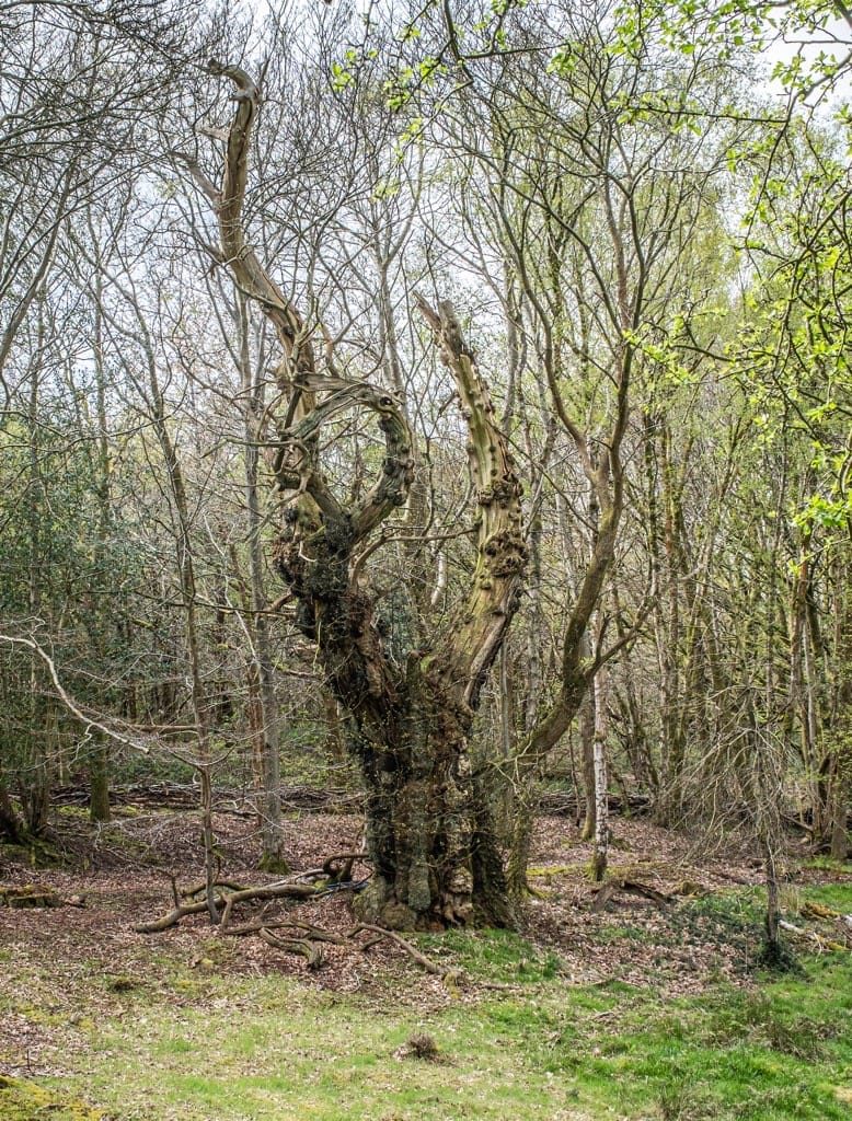 Woodland Photography, Hagley Park, Worcestershire, 2024