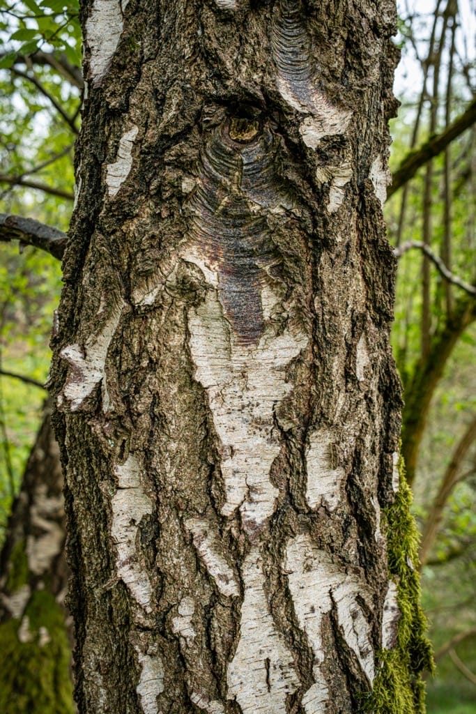 Woodland Photography, Hagley Park, Worcestershire, 2024