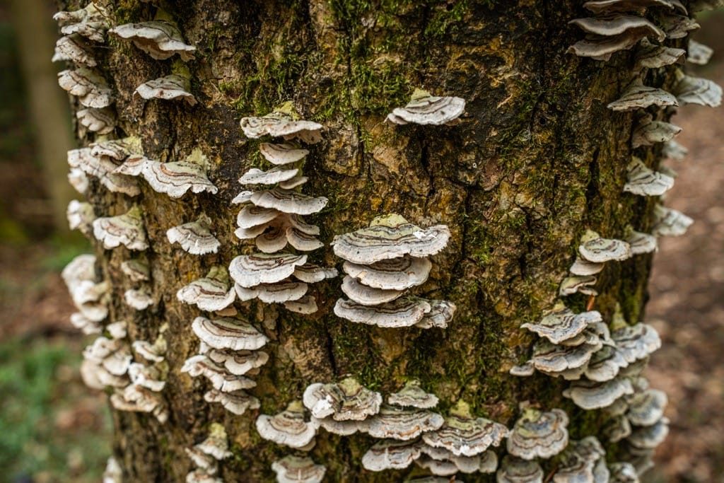 Woodland Photography, Hagley Park, Worcestershire, 2024