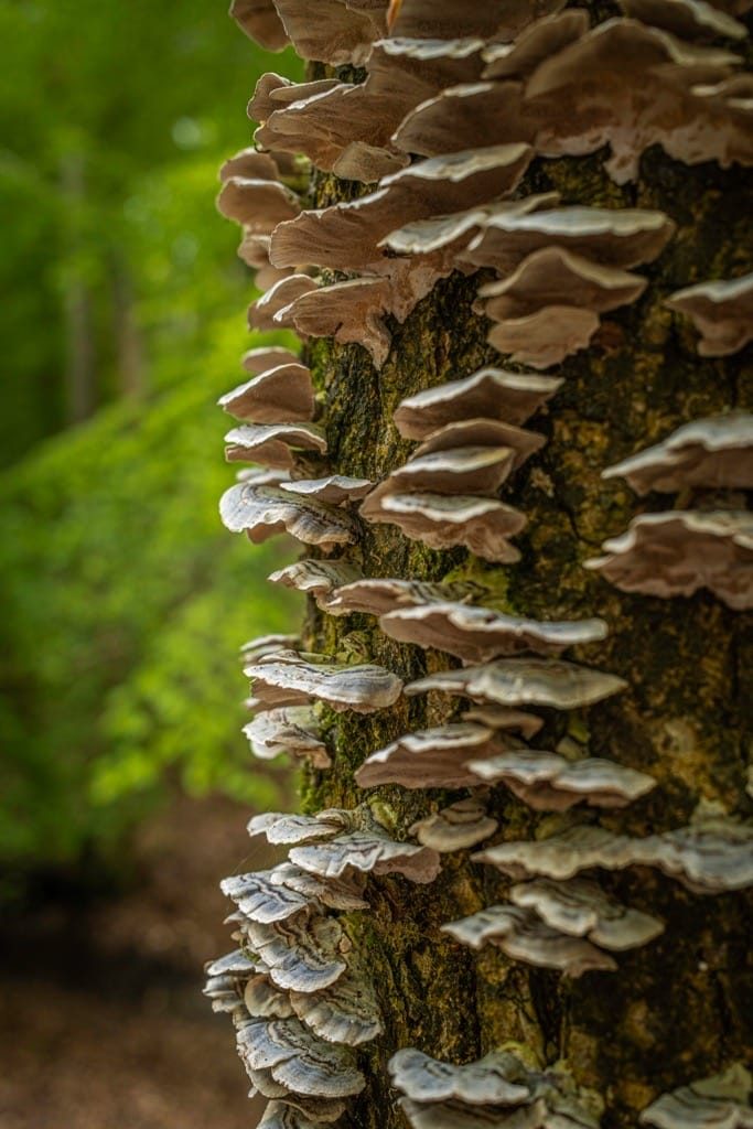 Woodland Photography, Hagley Park, Worcestershire, 2024