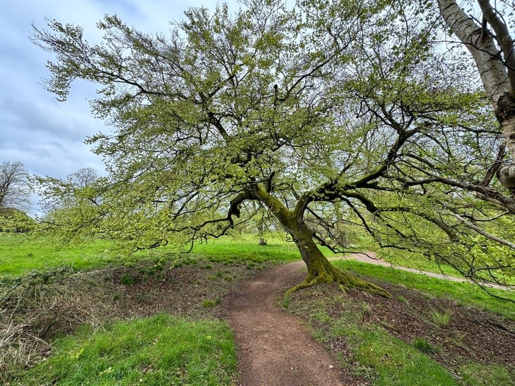 Woodland Photography, Hagley Park, Worcestershire, 2024