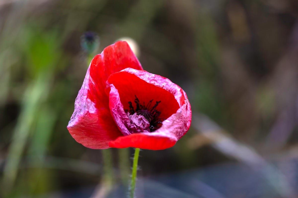 Bewdley Worcester poppy field