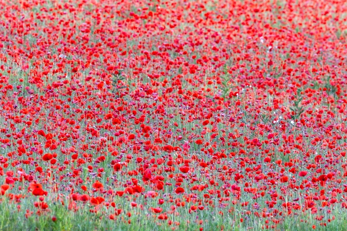 Mastering Poppy Field Photography: Capture Stunning Wildflower Scenes