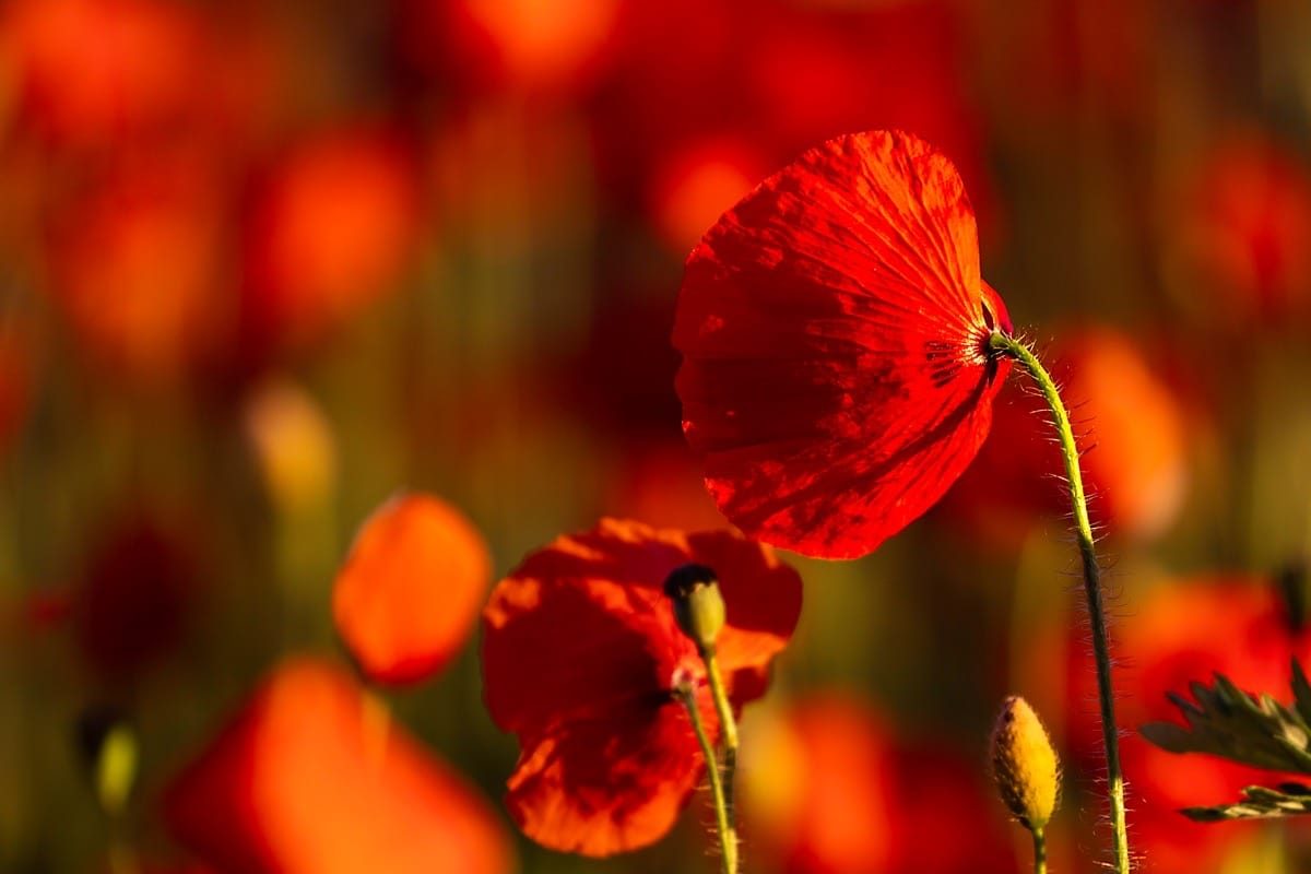 Bewdley Worcester poppy field