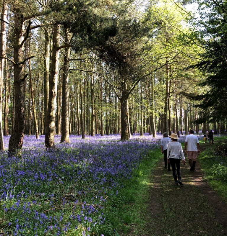 Bluebell Heaven