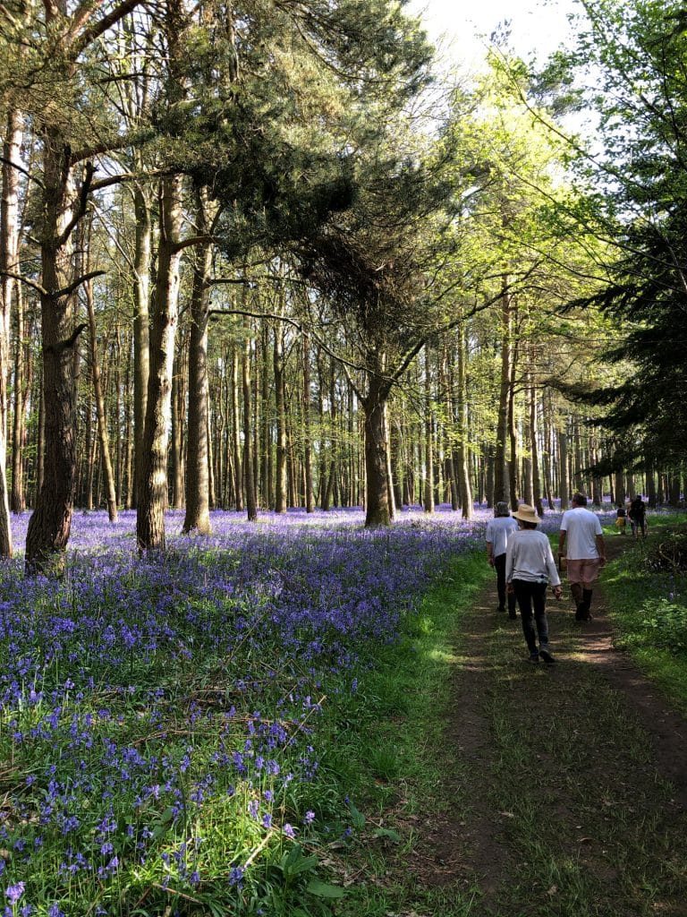 Bluebell Heaven
